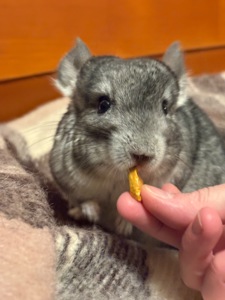 Шиншилла, шиншилятко