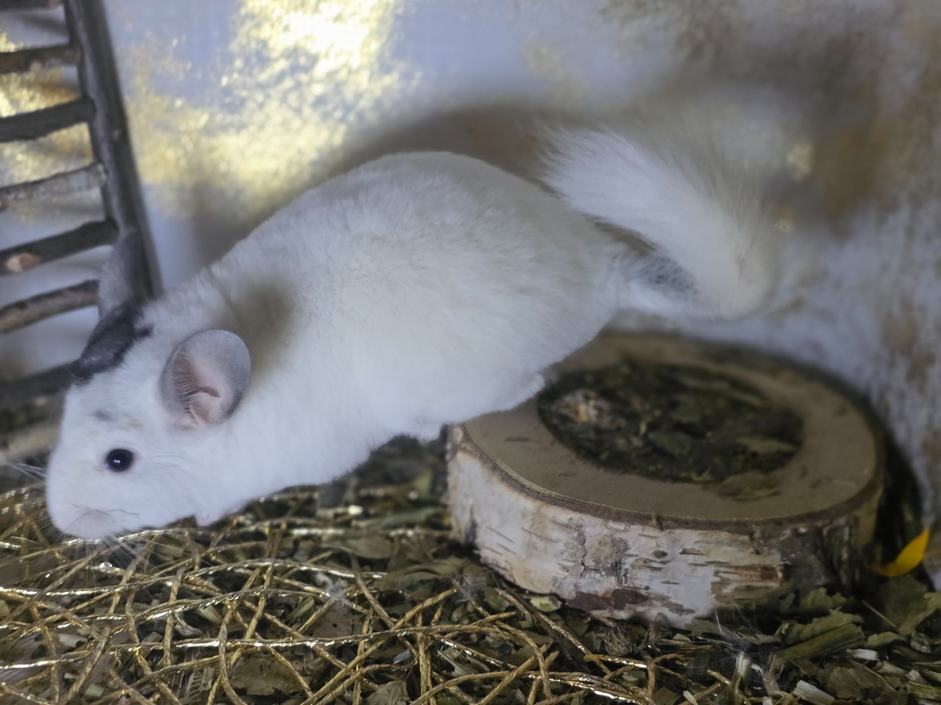 Продам чарівну шиншилу Дівчинку Білий Вільсон Носій Ангори