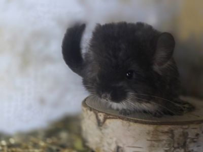 Шиншиллята и Шиншиллы разных окрасов