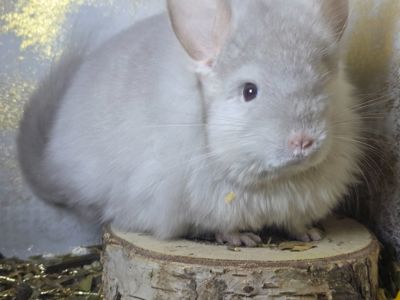 Шиншиллята и Шиншиллы разных окрасов