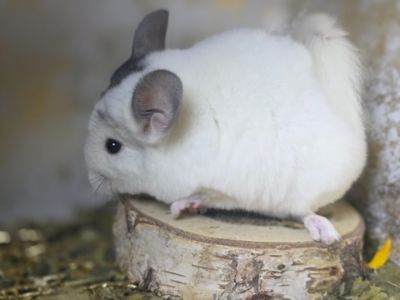 Продам чарівну шиншилу Дівчинку Білий Вільсон Носій Ангори