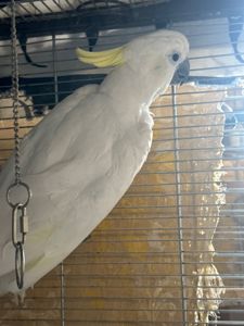 Какаду жовтохохлий ручний