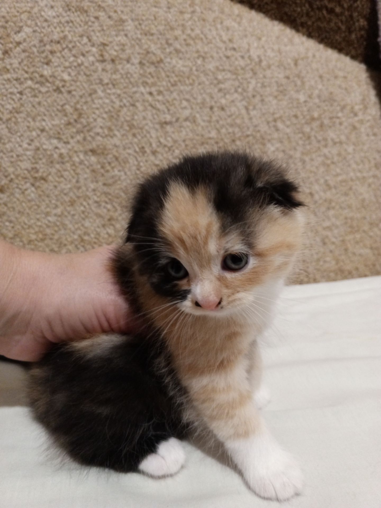 Кошенята