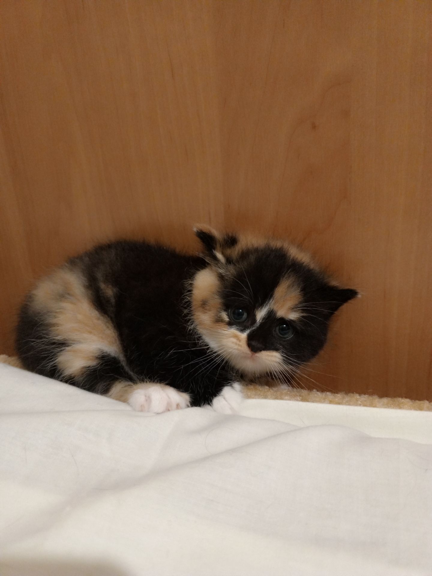 Кошенята