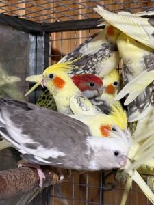 Птенцы попугае корелла молодые