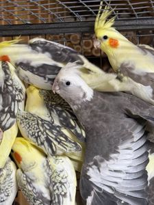 Птенцы попугае корелла молодые