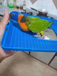Говорящие Птенцы попугаев Лори ручные