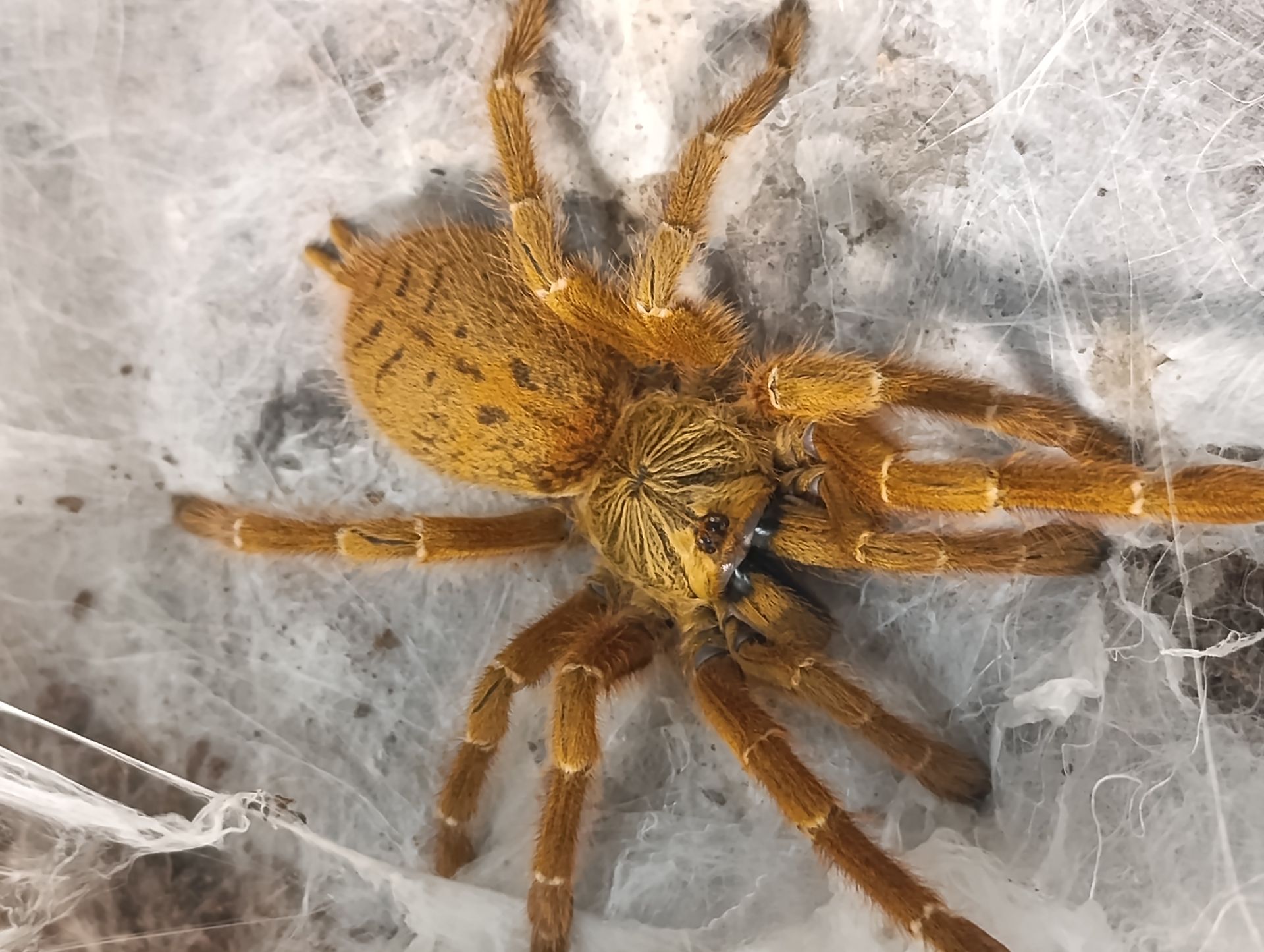 Павук паук Pterinochilus murinus шалений апельсин
