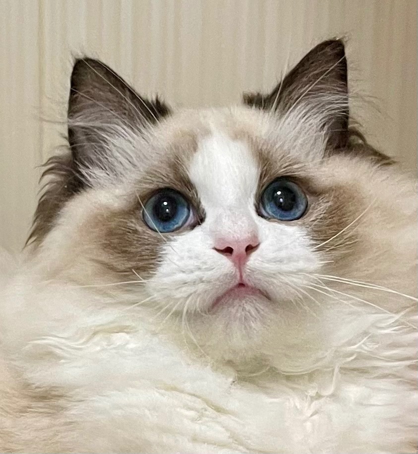 Кошеня регдолл, хлопчик 7 міс