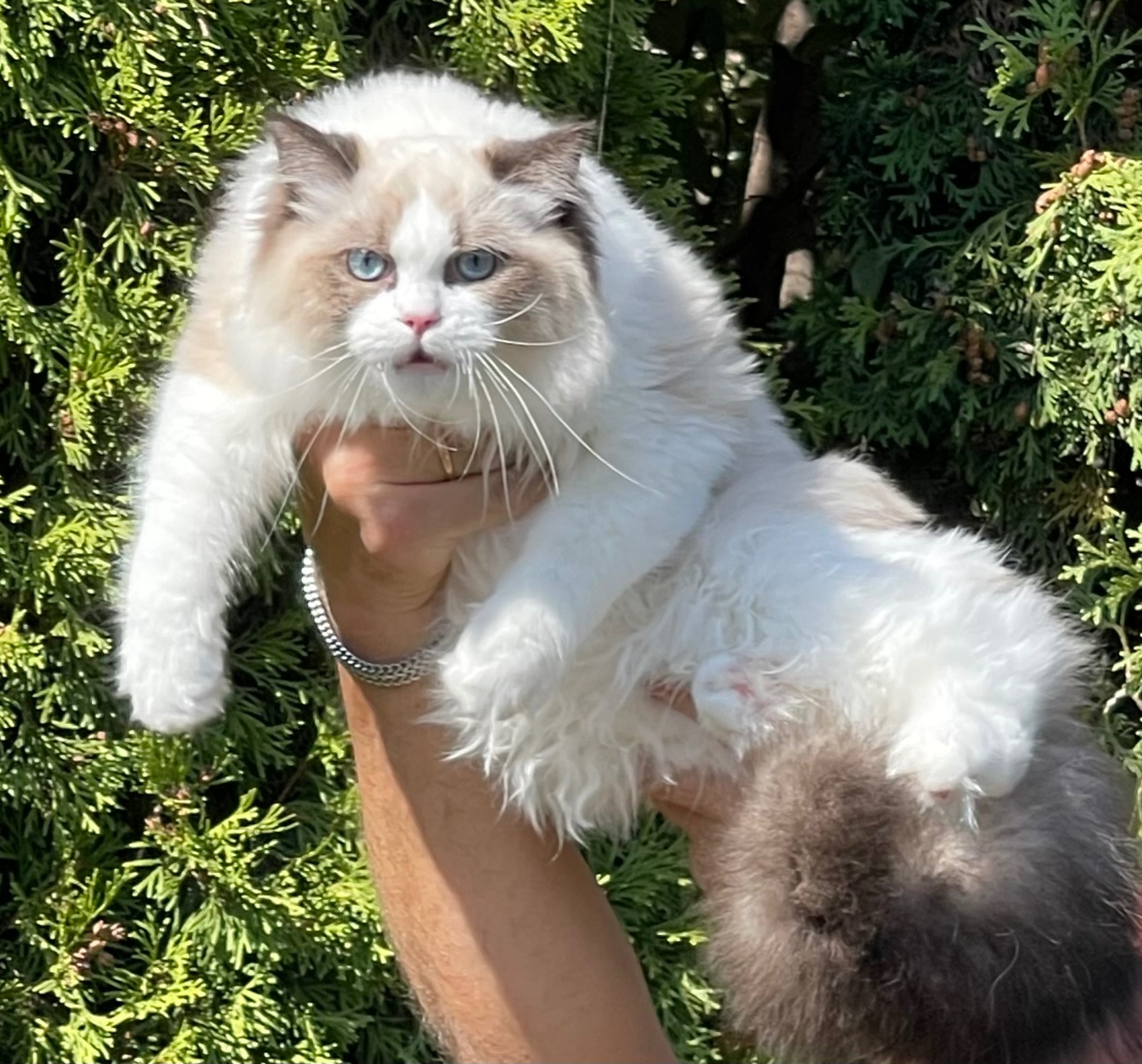 Кошеня регдолл, хлопчик 7 міс