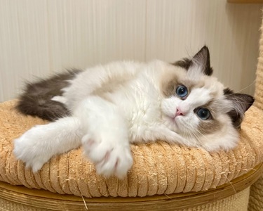 Кошеня регдолл, хлопчик 7 міс