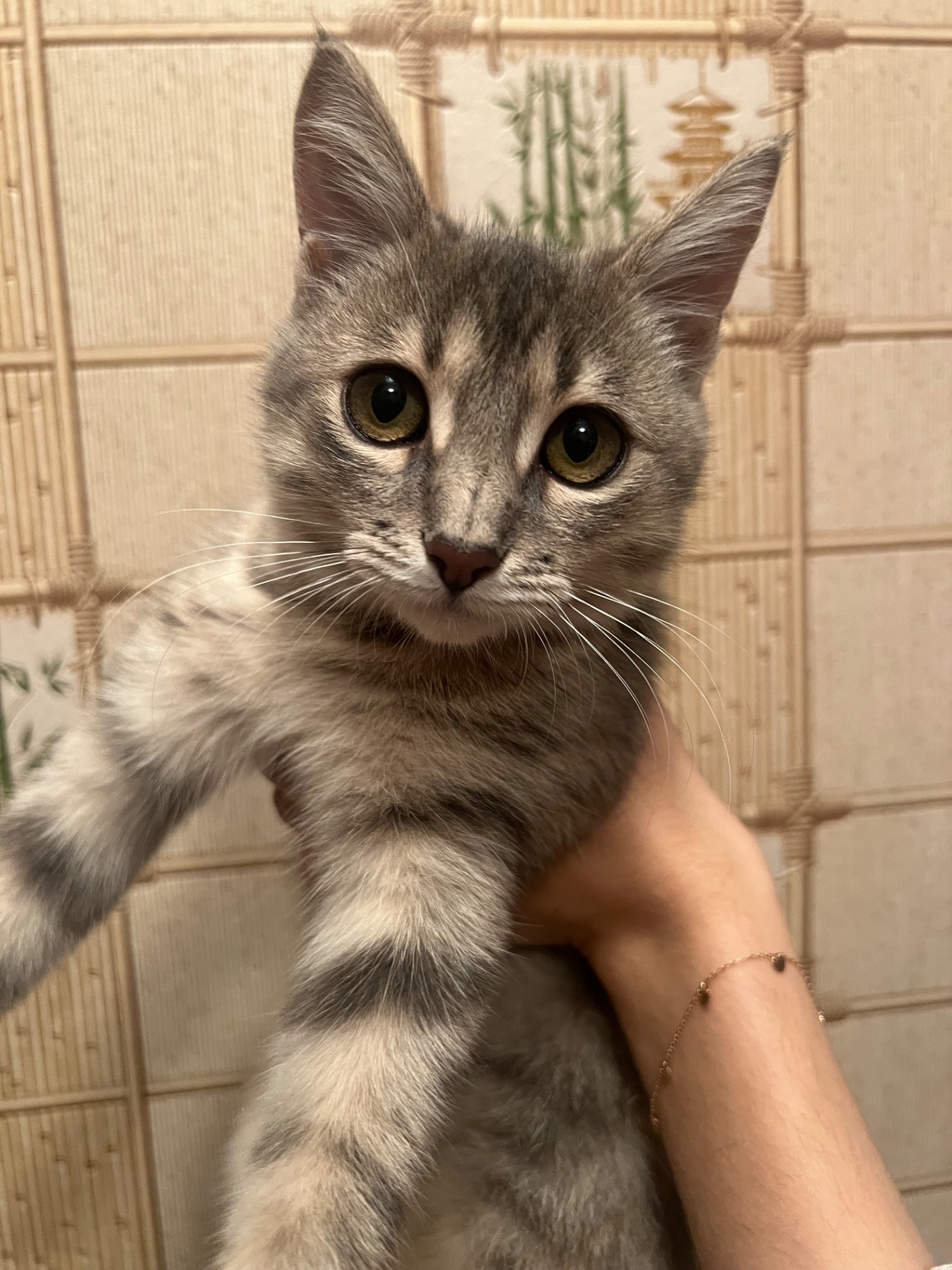 Кошеня Лея шукає сімью