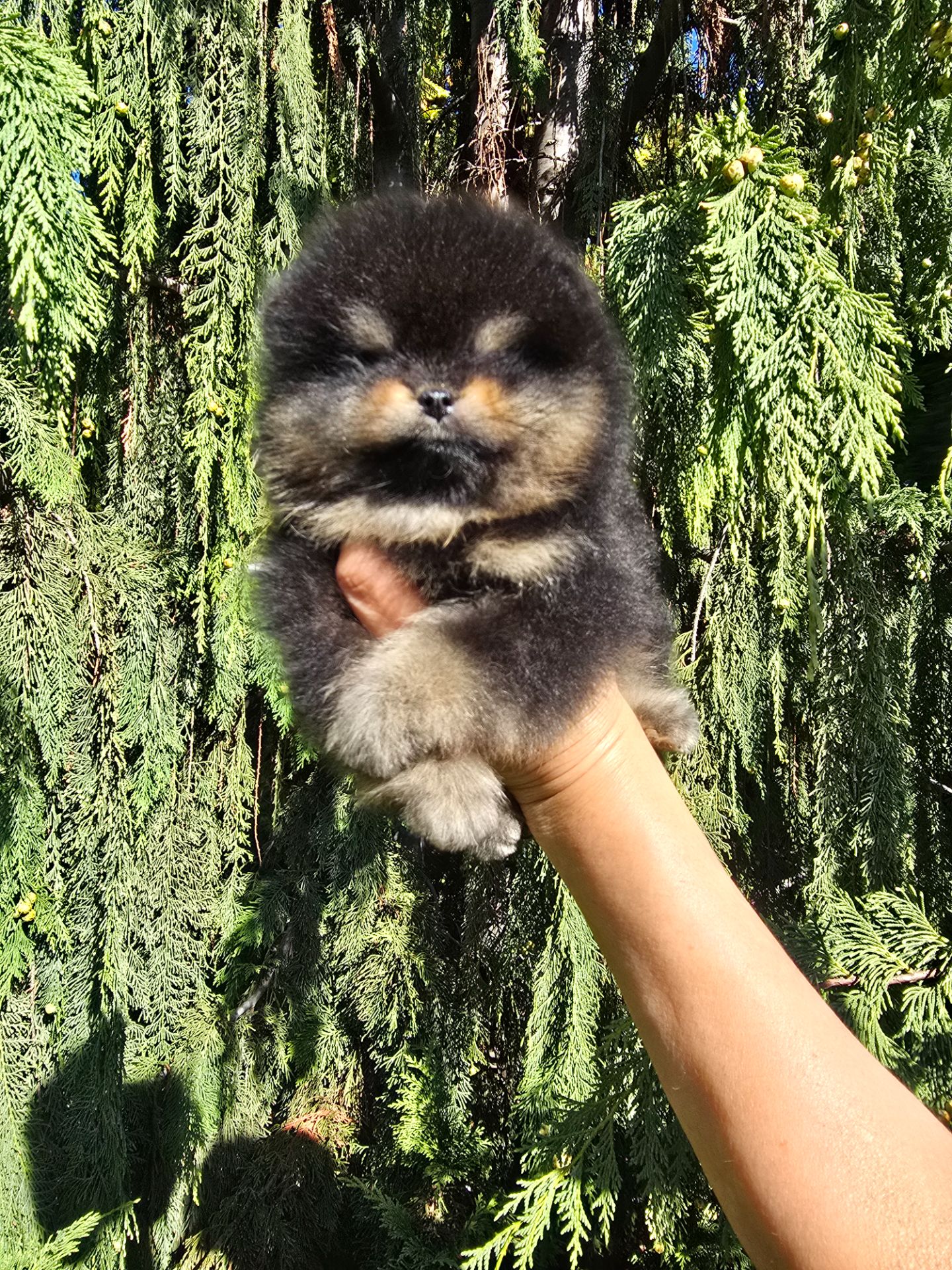 Померанский шпиц