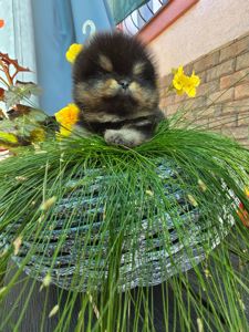 Померанский шпиц
