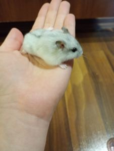 Джунгарские хомячки