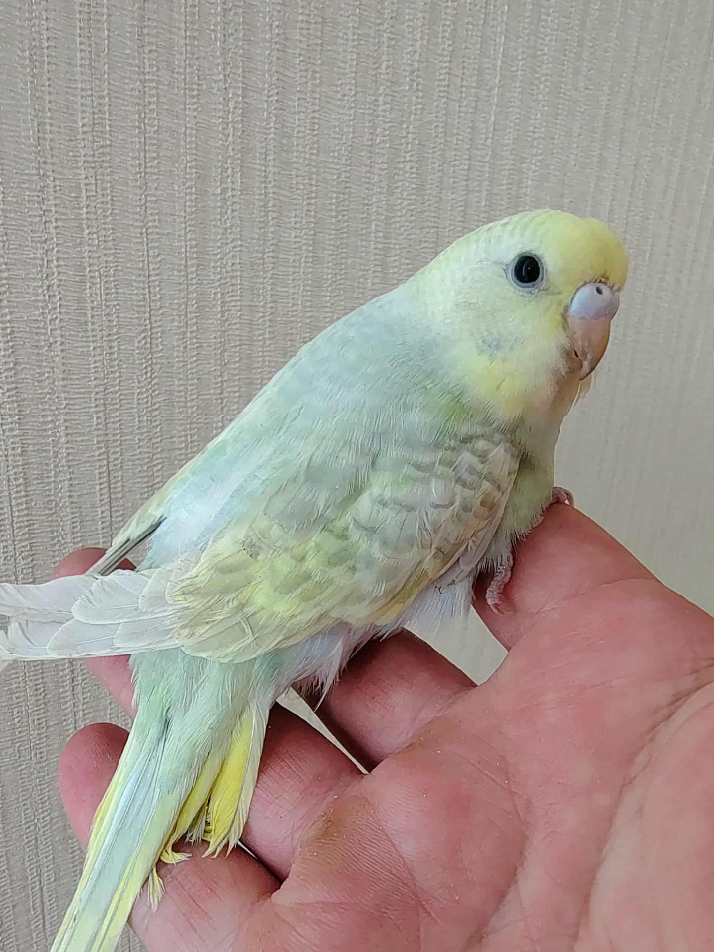 Волнистые попугаи