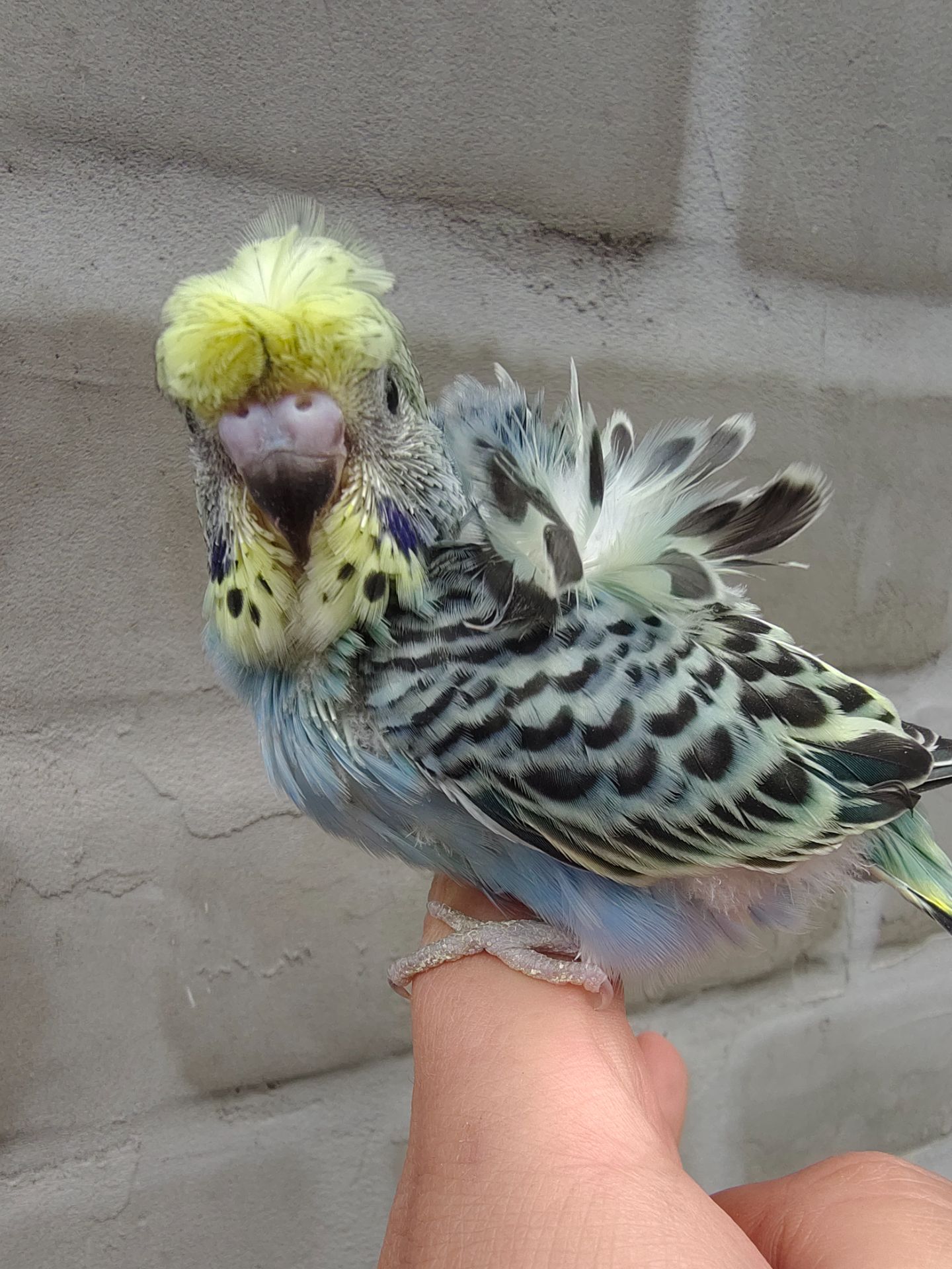 Волнистые попугаи