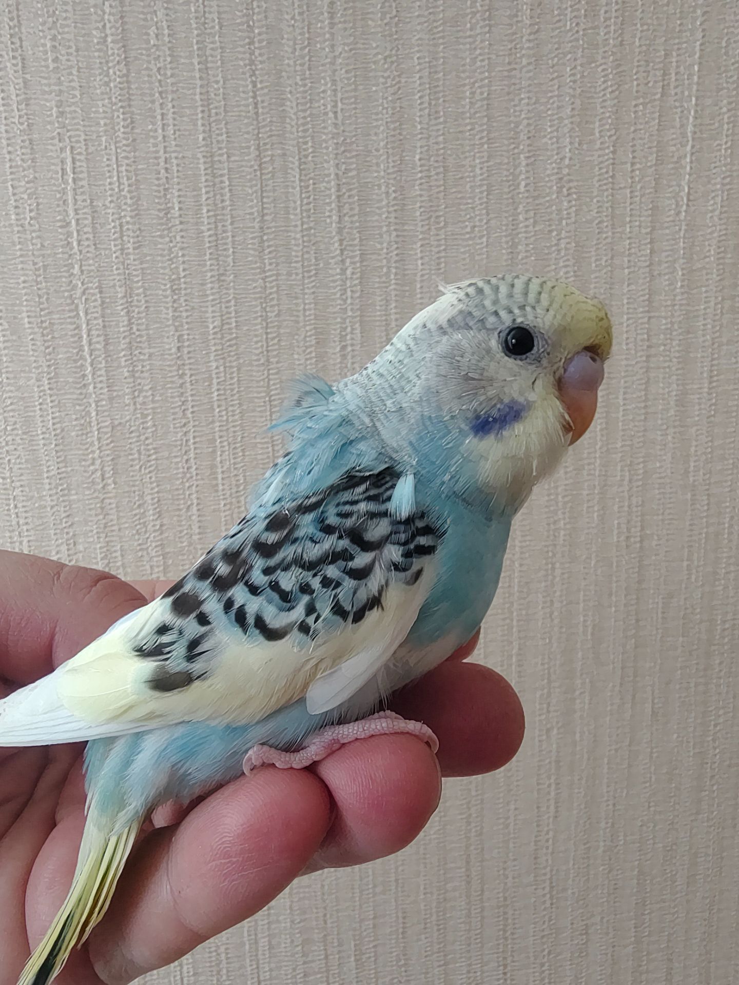 Волнистые попугаи