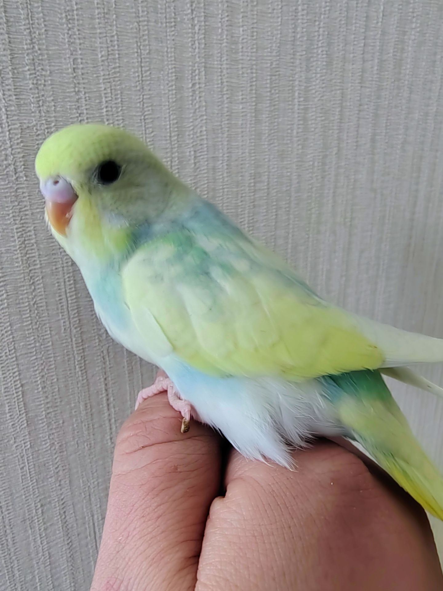 Волнистые попугаи