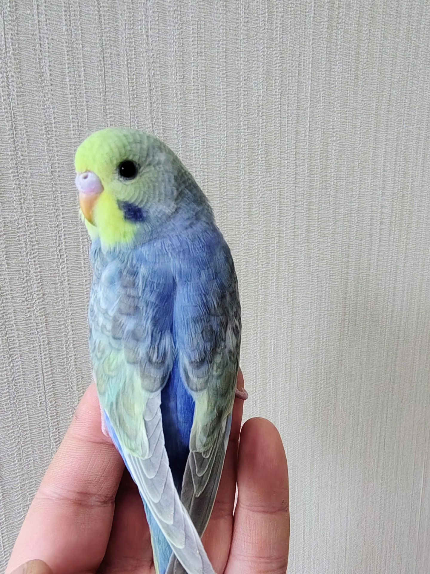 Волнистые попугаи