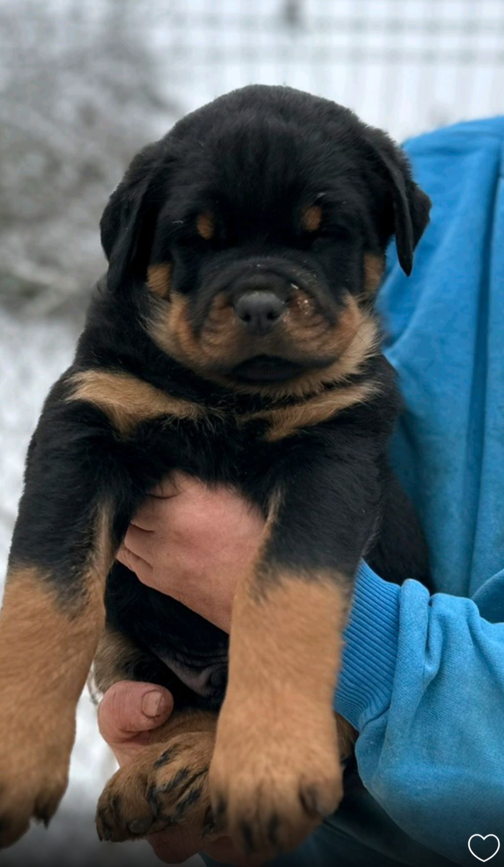 Элитные щенки ротвейлера