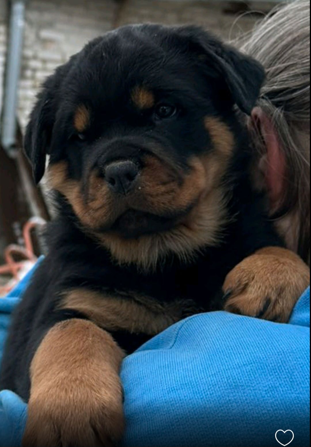 Элитные щенки ротвейлера