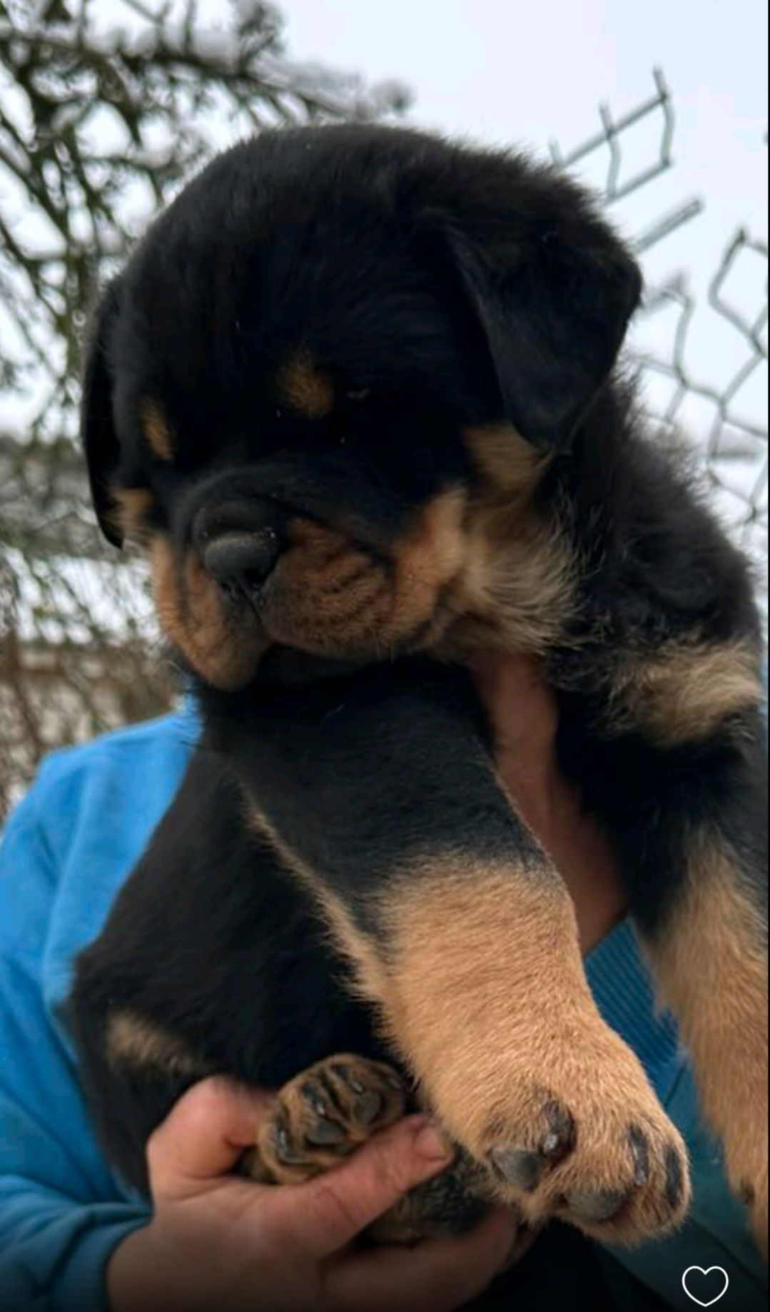 Элитные щенки ротвейлера