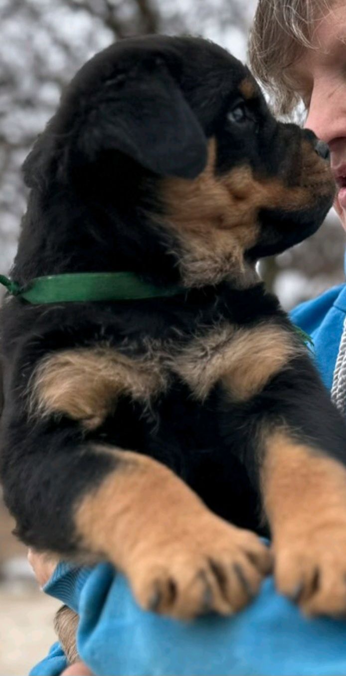 Элитные щенки ротвейлера