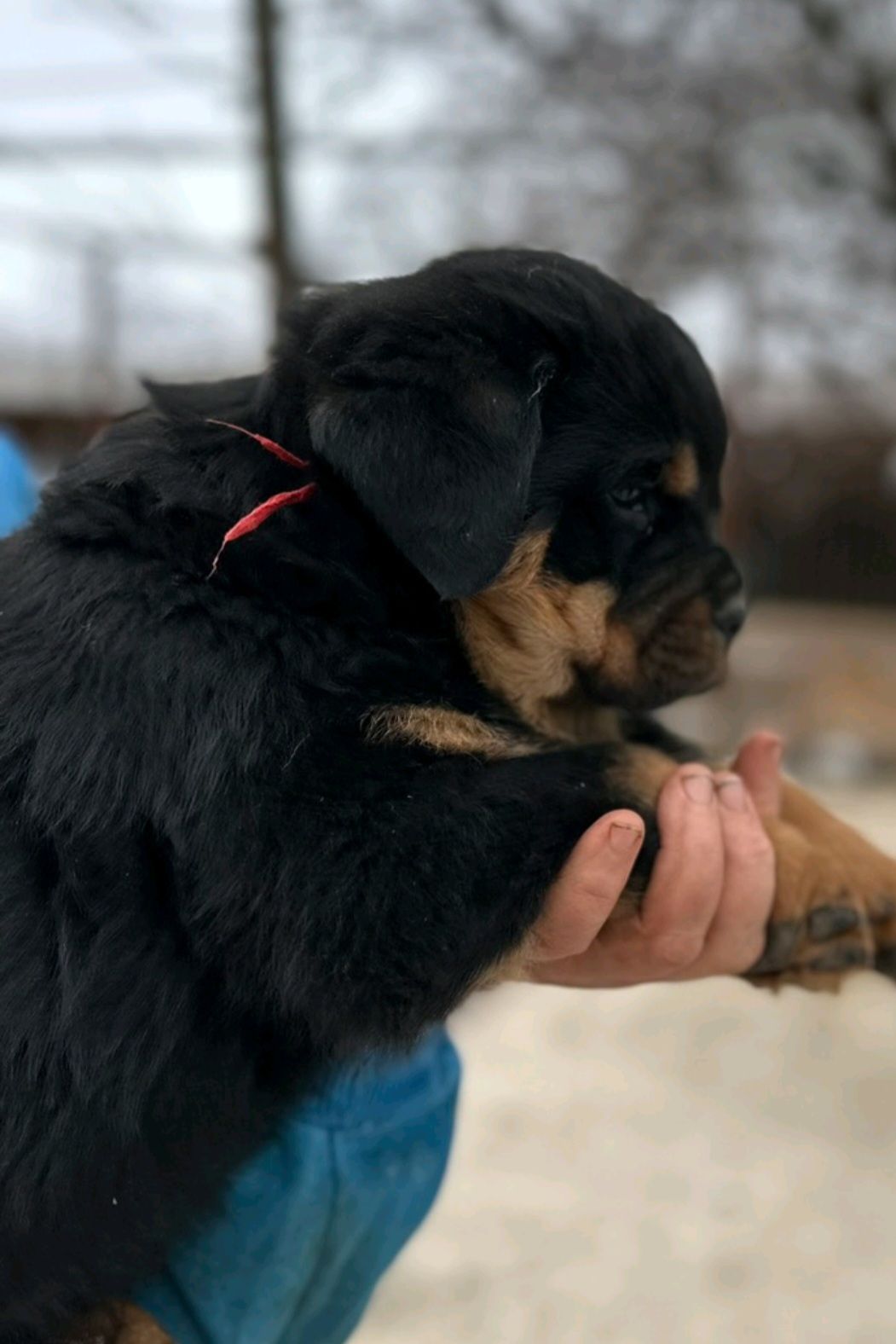Элитные щенки ротвейлера