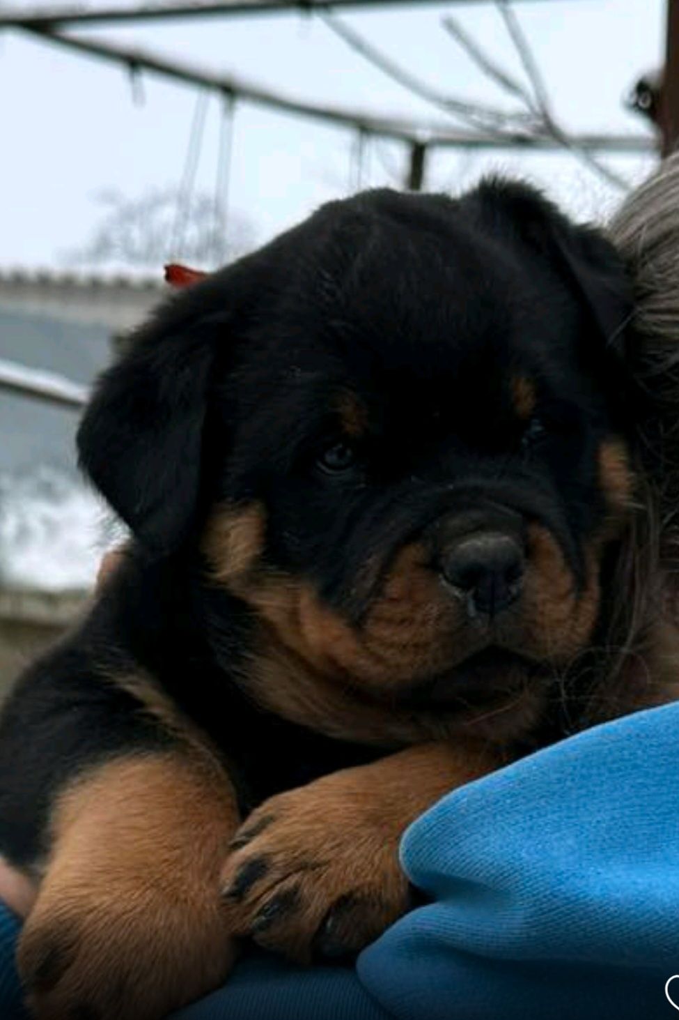 Элитные щенки ротвейлера