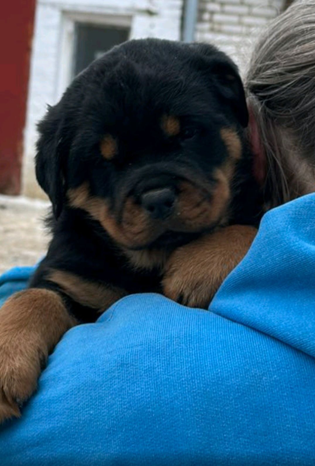 Элитные щенки ротвейлера