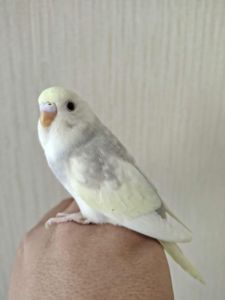 Волнистые попугаи