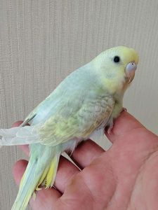 Волнистые попугаи