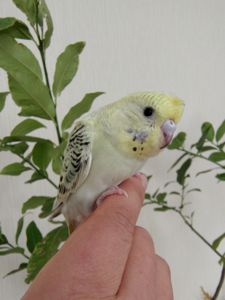 Волнистые попугаи