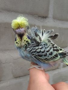 Волнистые попугаи