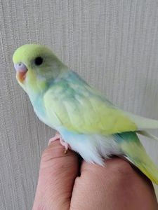 Волнистые попугаи