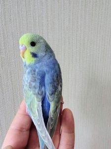 Волнистые попугаи