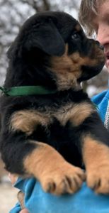 Элитные щенки ротвейлера