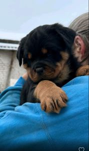 Элитные щенки ротвейлера