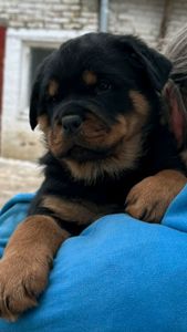 Элитные щенки ротвейлера