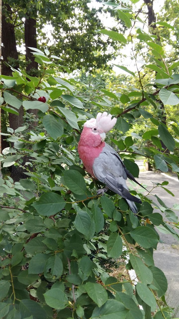 Рожевий какаду