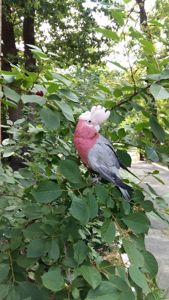 Рожевий какаду