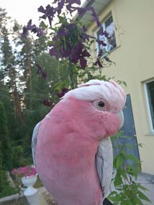 Рожевий какаду