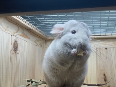 Бежевий фіолет хлопчик шиншила