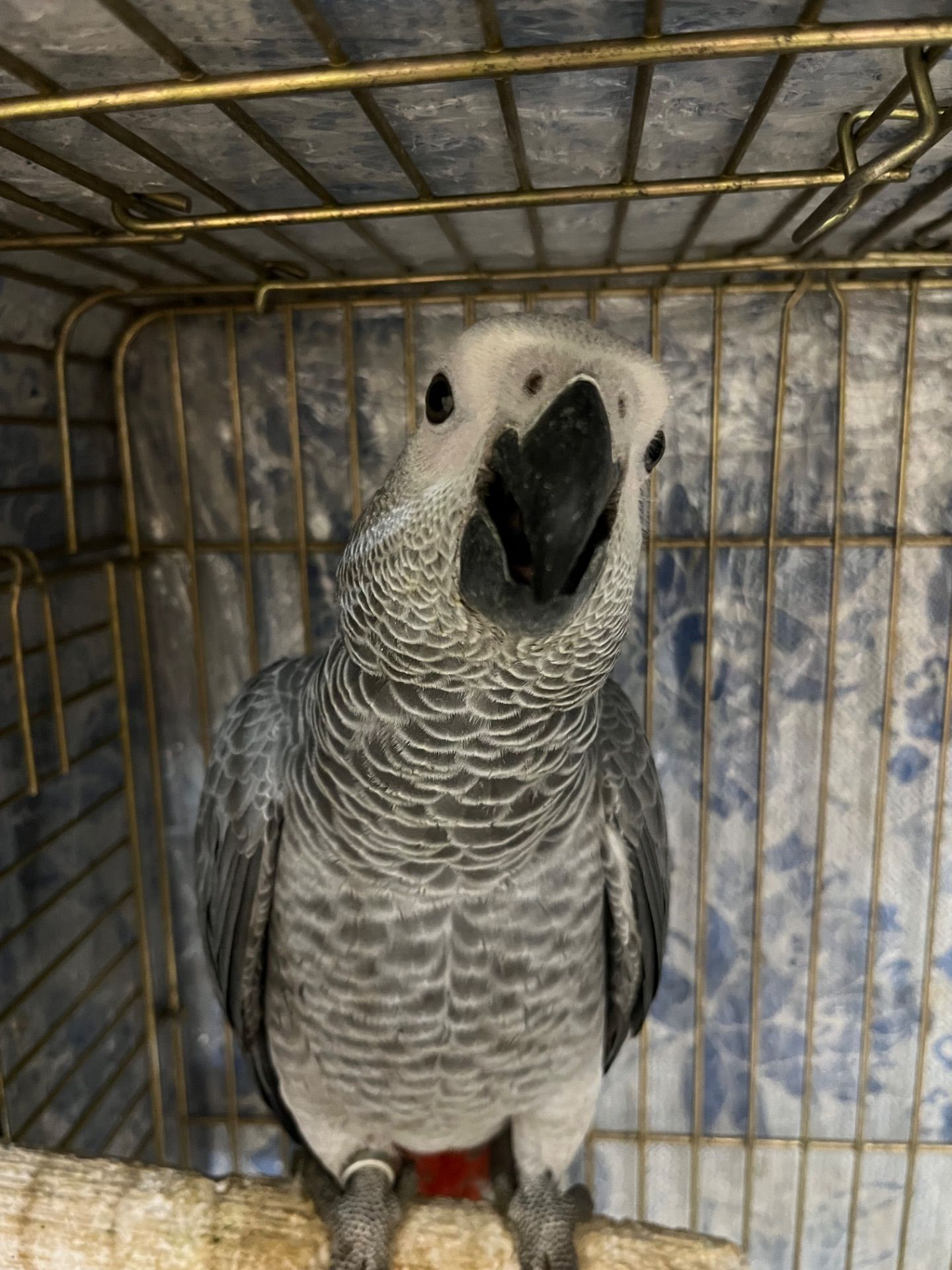 Малышня попугаев Жако Алохвостые