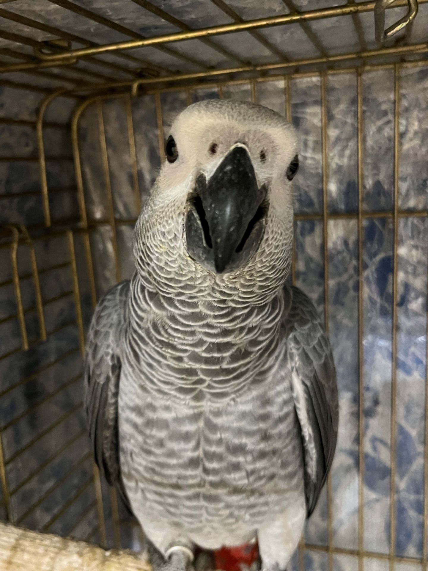 Малышня попугаев Жако Алохвостые