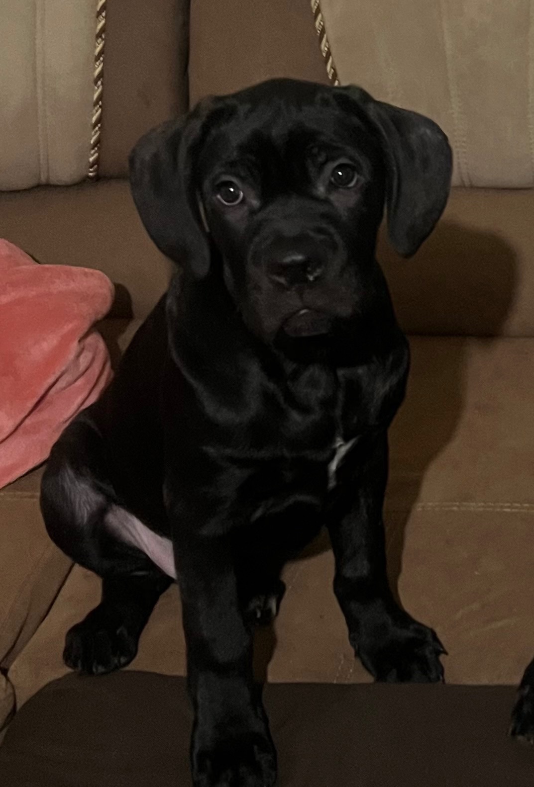 Продам цуценят породи Кане Корсо