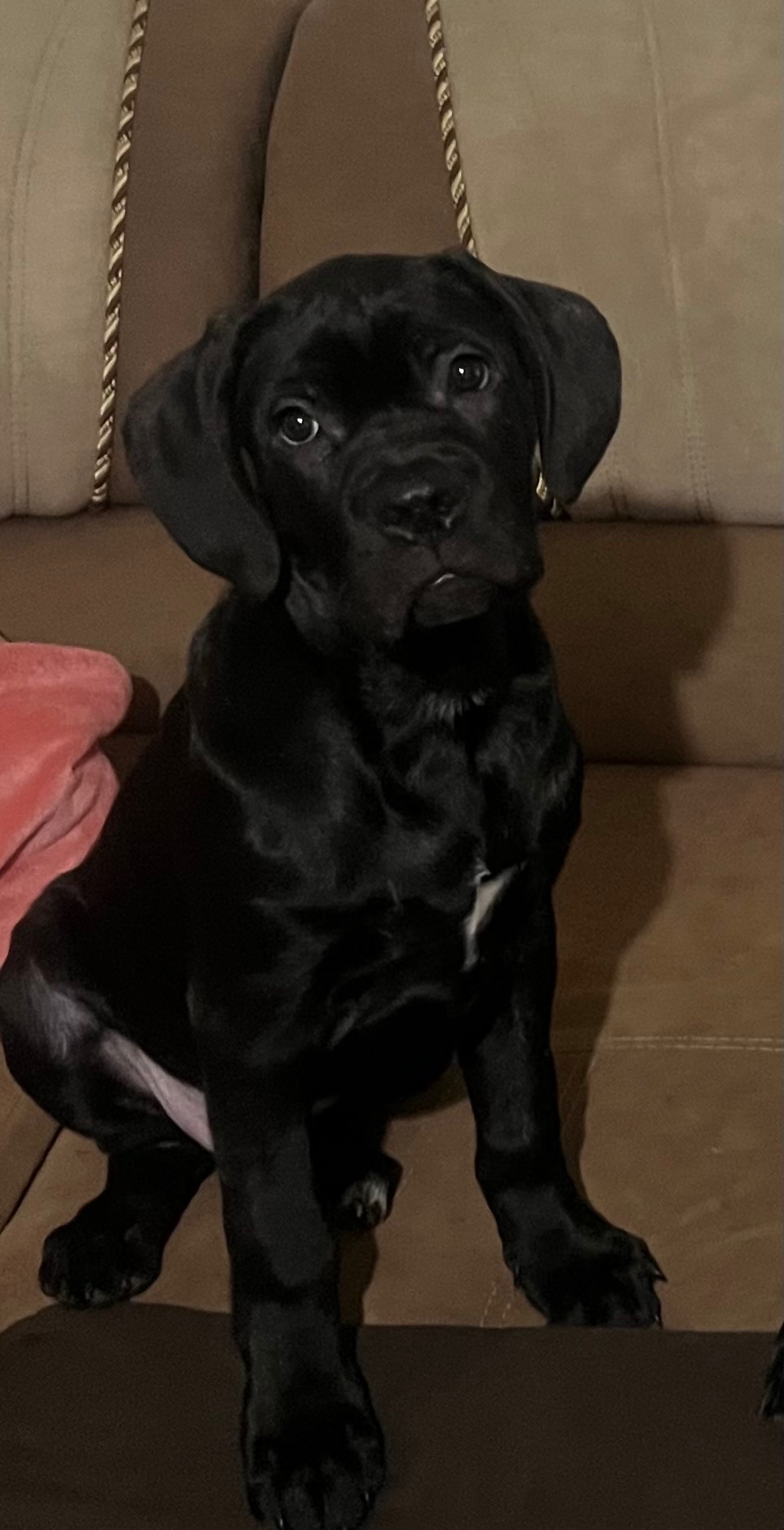 Продам цуценят породи Кане Корсо