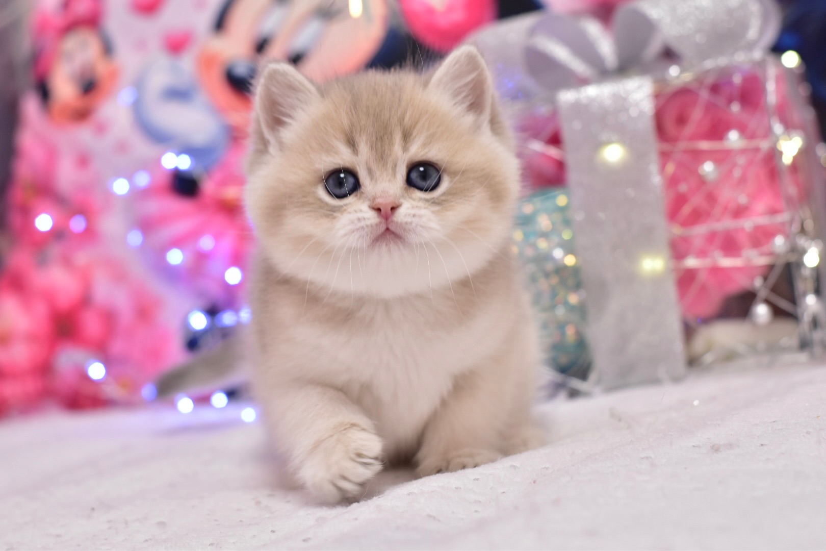 Золотая шиншилла, голубое золото ау 11