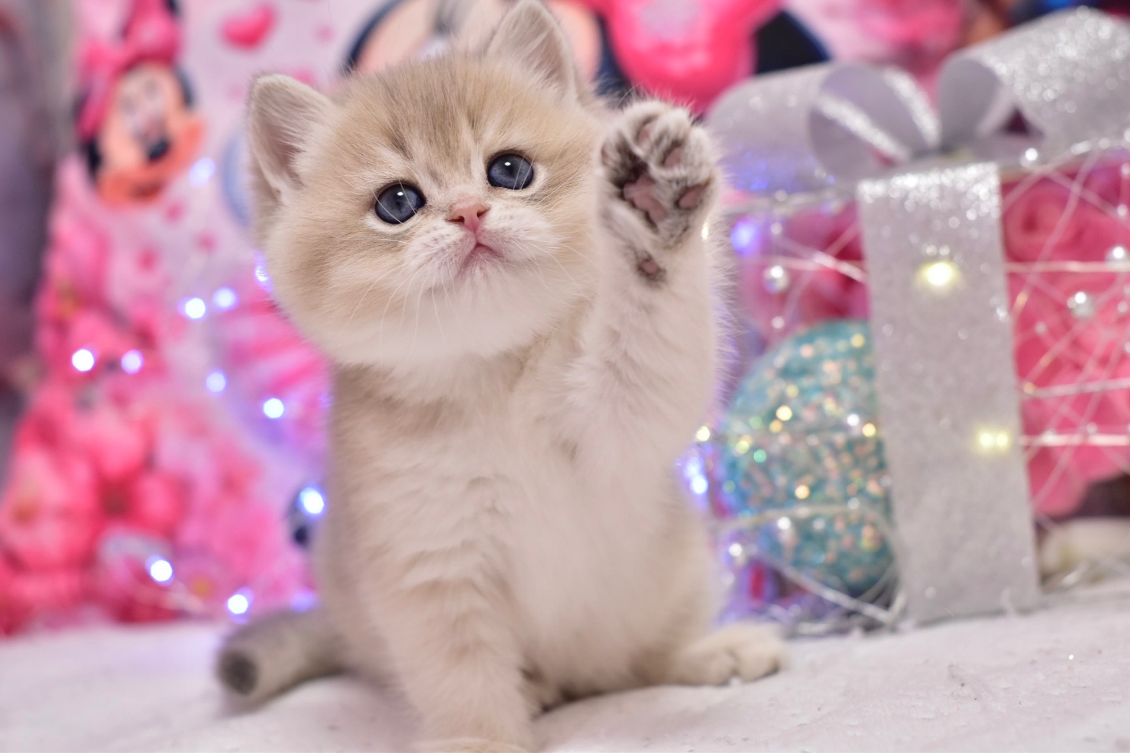 Золотая шиншилла, голубое золото ау 11